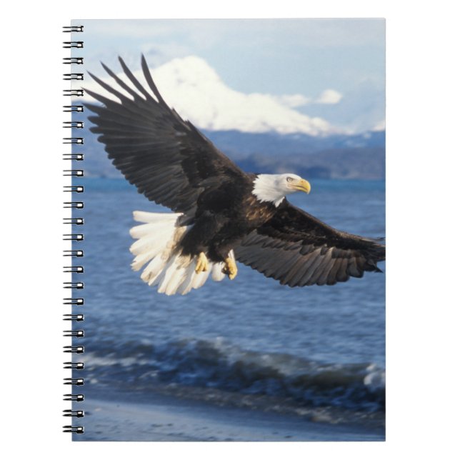 Cuaderno águila calva, Haliaetus leuccocephalus, en vuelo (Frente)
