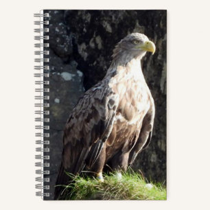 Cuaderno Águila de cola blanca Roca costera Vida silvestre