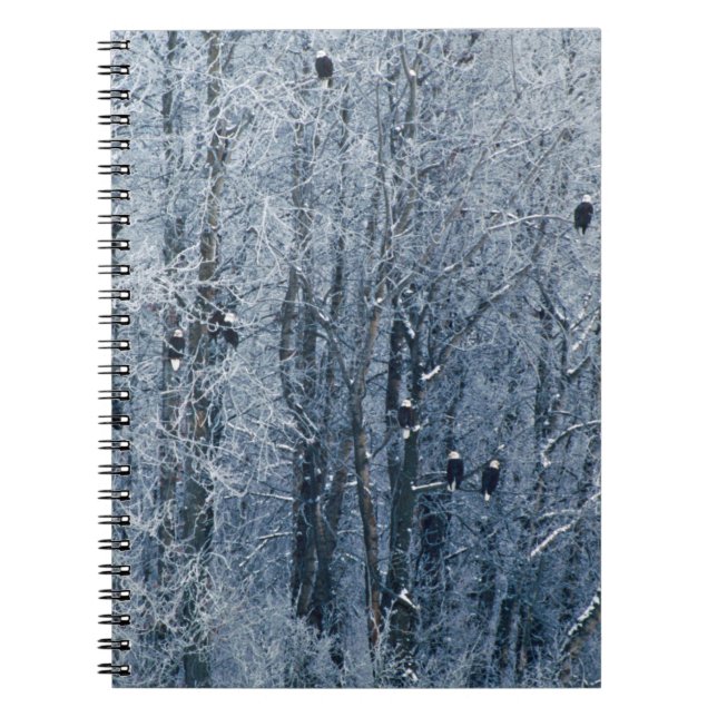 Cuaderno Águilas calvas (Frente)
