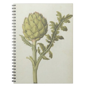 Cuaderno Alcachofa: Scolymus del Cynara, c.1568
