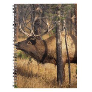 Cuaderno alce, Cervus elaphus, toro buglas en un área quema