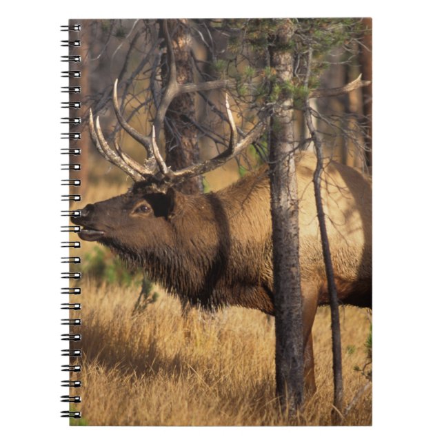 Cuaderno alce, Cervus elaphus, toro buglas en un área quema (Frente)