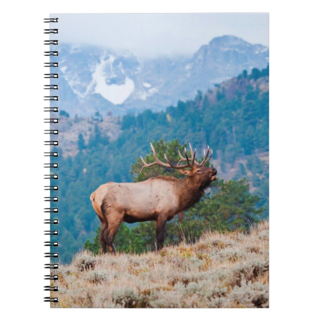 Cuaderno Alce (Cervus Elephus) Toro Berreando (Frente)