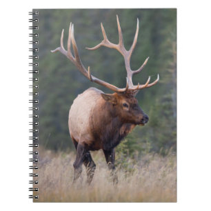 Cuaderno Alce de las Montañas Rocosas
