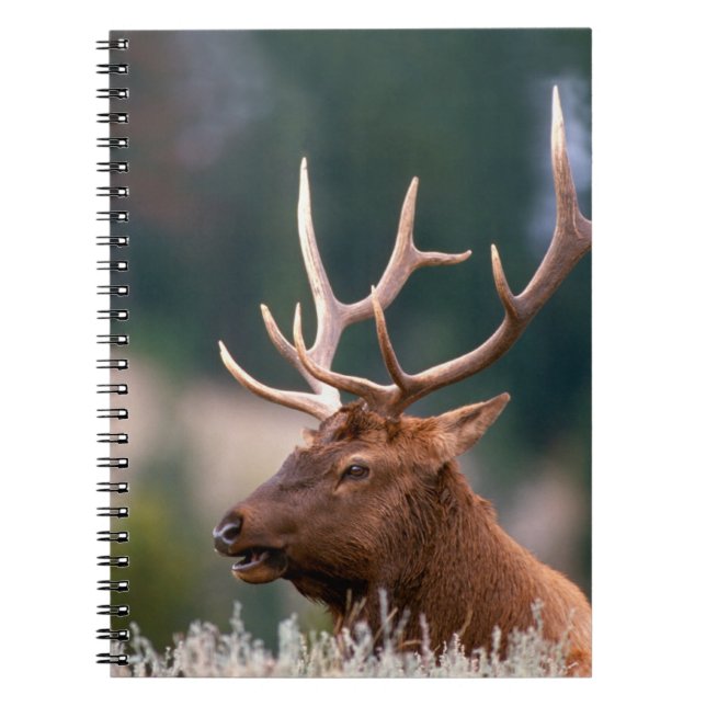 Cuaderno Alce de las Montañas Rocosas Parque Nacional Yello (Frente)