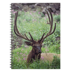 Cuaderno Alce De Toro Desangrándose En La Parada Alpina Con