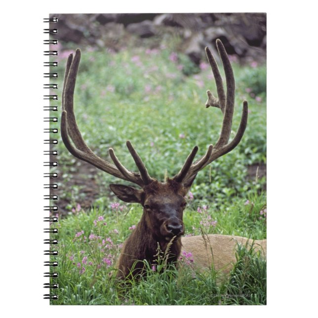 Cuaderno Alce De Toro Desangrándose En La Parada Alpina Con (Frente)