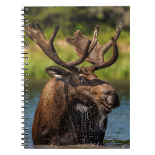 Cuaderno Alce macho alimentándose en el Parque Nacional Gla