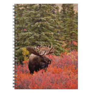 Cuaderno Alce macho de pie en abedul enano rojo