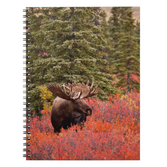 Cuaderno Alce macho de pie en abedul enano rojo (Frente)
