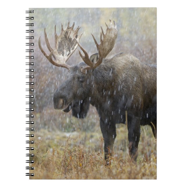 Cuaderno Alce macho en tormenta de nieve con árboles de ála (Frente)