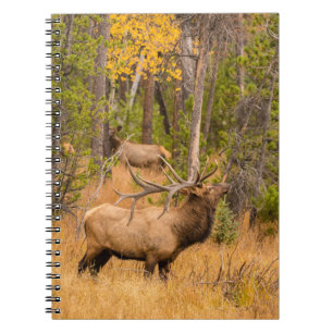 Cuaderno Alce macho   Parque Nacional Montañas Rocosas, Col
