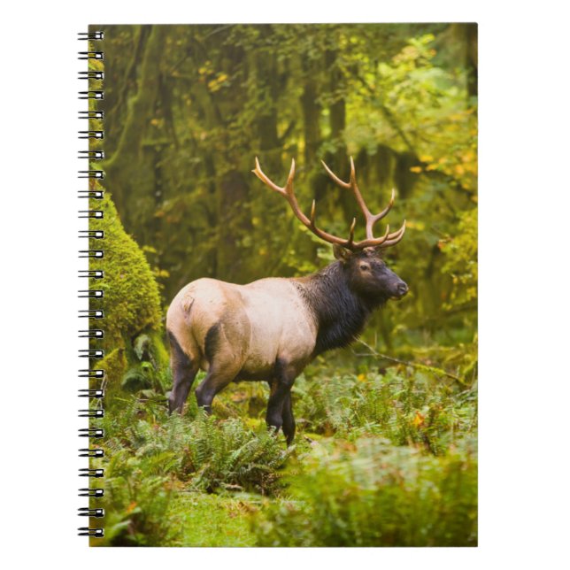 Cuaderno Alce Roosevelt Toro Párado En Pradera (Frente)
