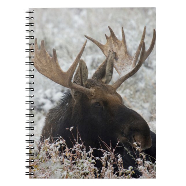 Cuaderno Alce toro de Shiras (Frente)