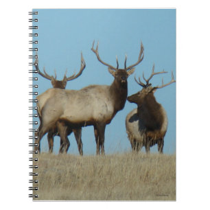 Cuaderno Alce toro E60 recortado contra el cielo