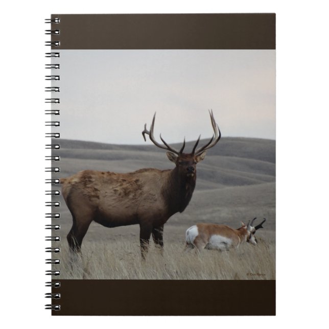 Cuaderno Alce toro E63 y antílope berrendo macho (Frente)