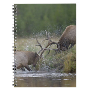 Cuaderno Alces machos luchando, Yellowstone NP, Wyoming