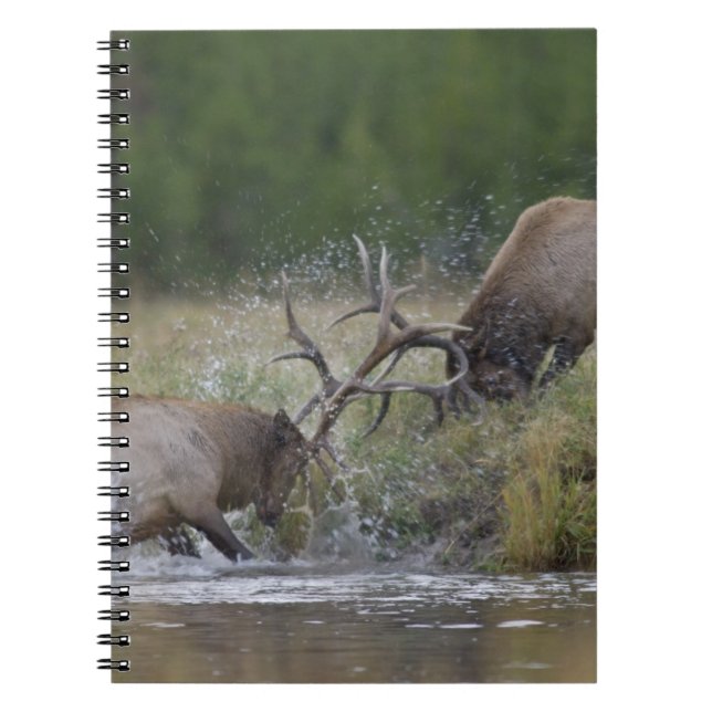 Cuaderno Alces machos luchando, Yellowstone NP, Wyoming (Frente)