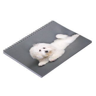 Cuaderno Algodón de Tulear - Joci