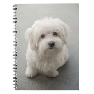 Cuaderno Algodón de Tulear Puppy de Maisie