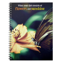 Alimentación de mariposa en la flor