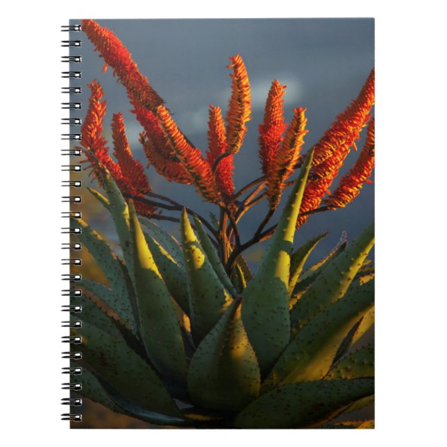 Cuaderno Aloe de Montaña (Aloe Marlothii Berger) (Frente)