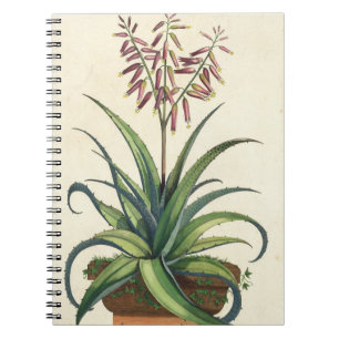 Cuaderno Áloe Vera vulgaris, de "Phytographia Curiosa", p