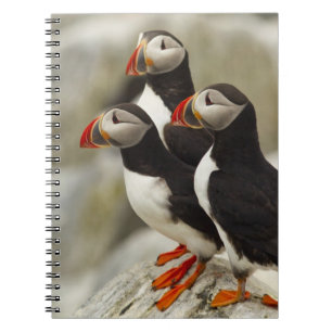 Cuaderno Alumnos atlánticos en la isla de las maquias