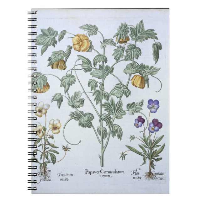 Cuaderno Amapola de cuernos amarilla, del 'Hortus (Frente)