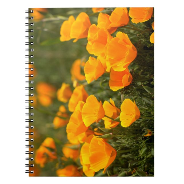 Cuaderno Amapolas de California, Parque Estatal Montana de  (Frente)