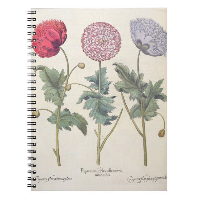 Cuaderno Amapolas: rubicundis múltiplexes de los albumoris (Frente)