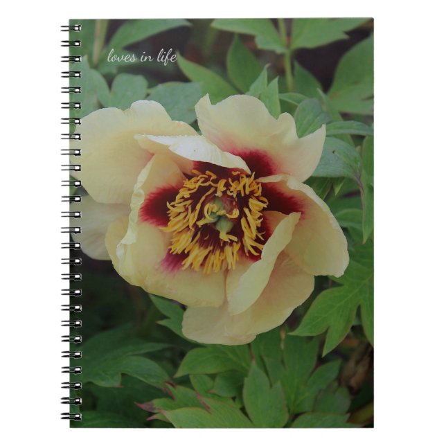 Cuaderno Amarillo crema encantadora (Frente)