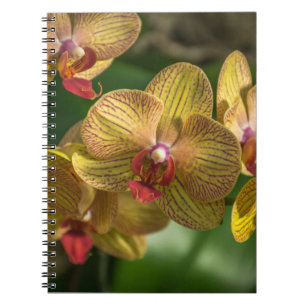 Cuaderno amarillo de las orquídeas