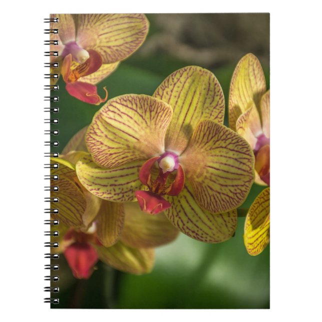 Cuaderno amarillo de las orquídeas (Frente)