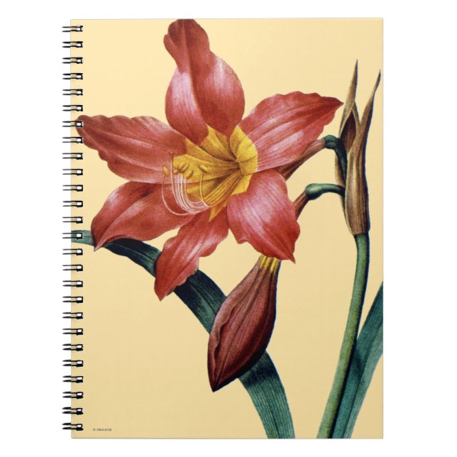 Cuaderno Amaryllis (Frente)