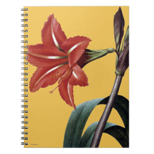 Cuaderno Amaryllis rayado