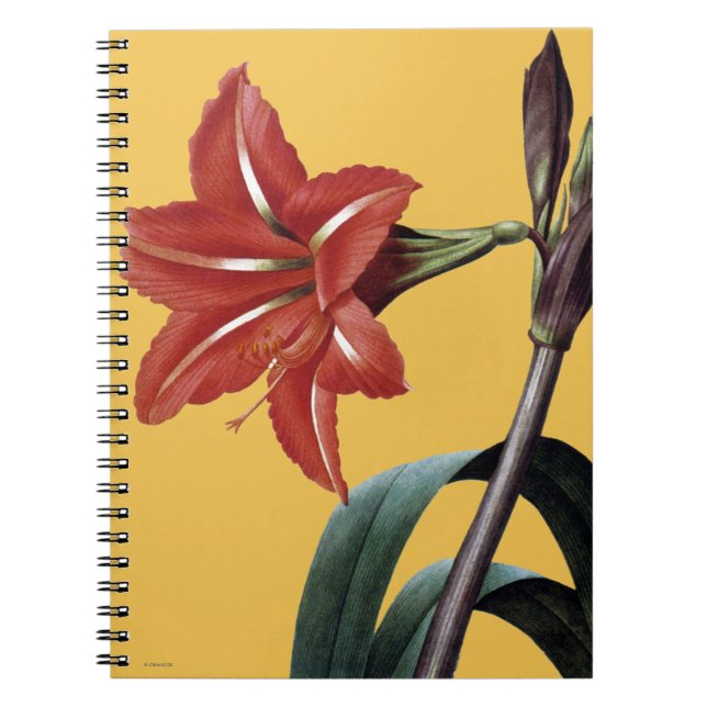 Cuaderno Amaryllis rayado (Frente)