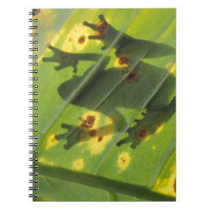 Cuaderno AMÉRICA CENTRAL, Costa Rica, Rana con luz trasera 