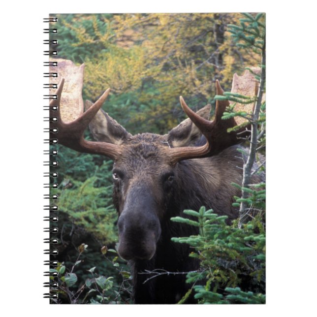 Cuaderno América del Norte, Canadá, Nueva Escocia, Cabo Bre (Frente)