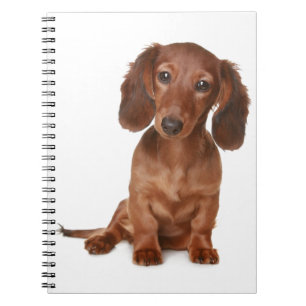 Cuaderno Amor de Cachorro Dachshund