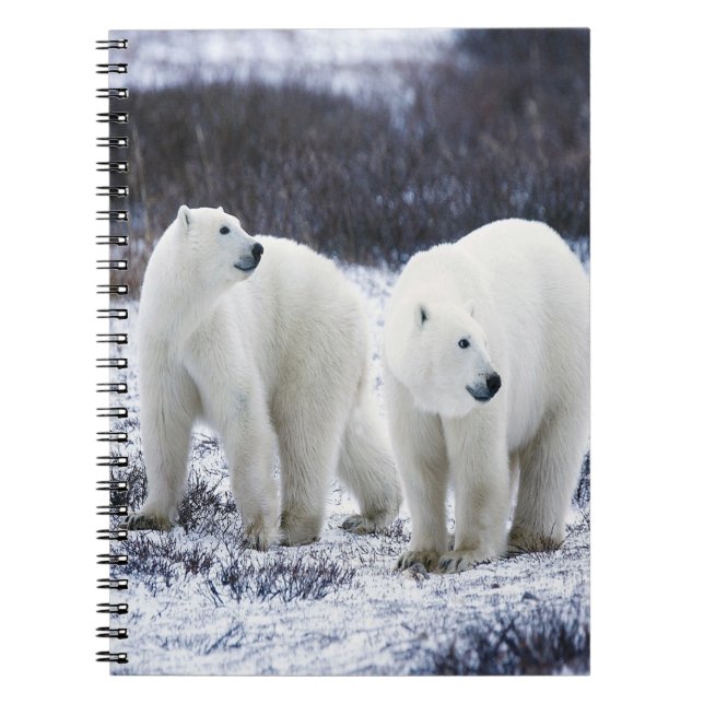 Cuaderno Amor del oso polar (Frente)