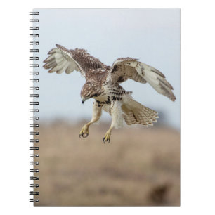 Cuaderno Amortiguamiento inmaduro de Hawk con cola roja