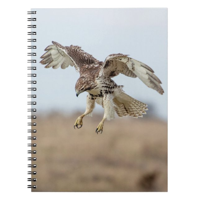 Cuaderno Amortiguamiento inmaduro de Hawk con cola roja (Frente)