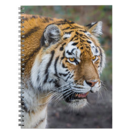 Cuaderno Amur tiger