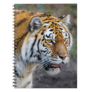 Cuaderno Amur tiger