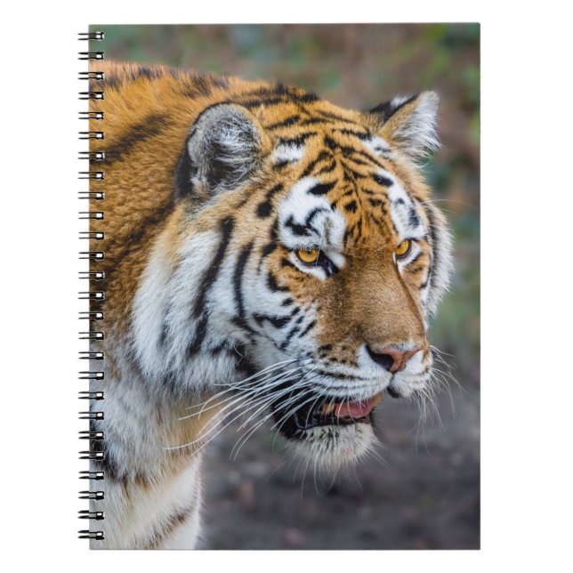 Cuaderno Amur tiger (Frente)