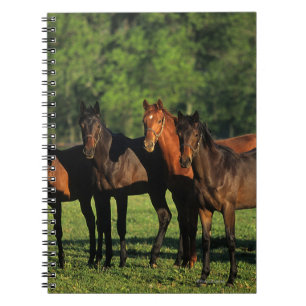 Cuaderno Añales excelentes