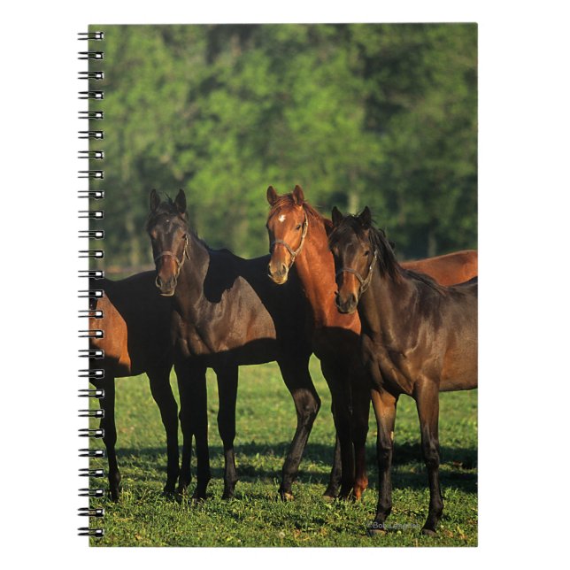 Cuaderno Añales excelentes (Frente)