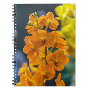 Cuaderno anaranjado de las orquídeas