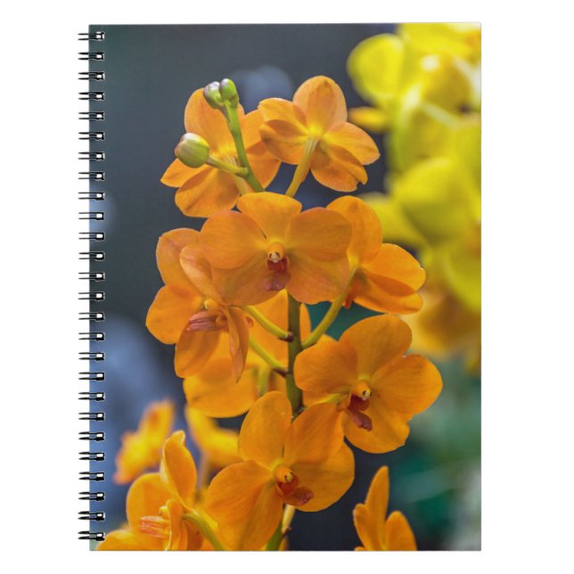Cuaderno anaranjado de las orquídeas (Frente)